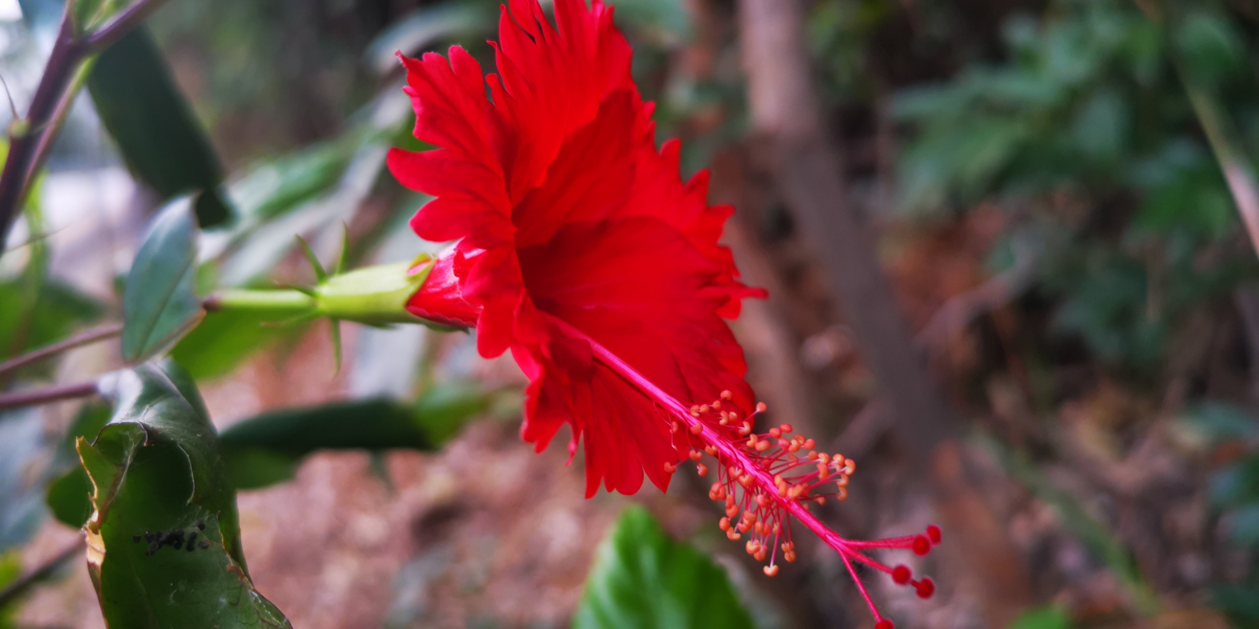 哪些花不吉利不适合养在家里,看到这10种花就买好养漂亮不怕冷