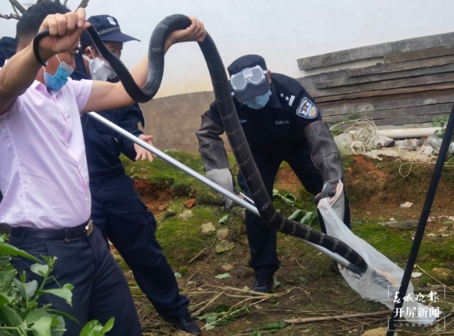 家里看见黑色眼镜王蛇的真正预兆,2米长的眼镜王蛇闯进家里