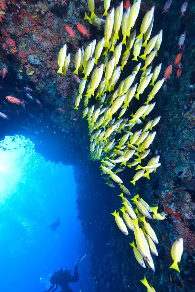潜水圣地推荐帕劳,帕劳潜水旅游攻略