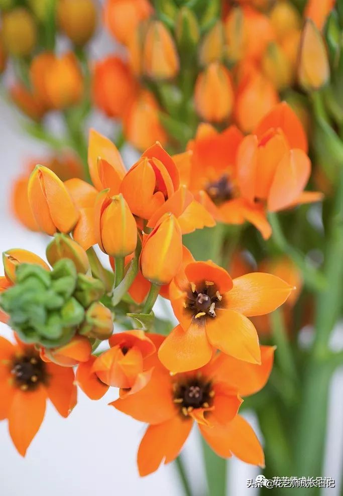 每日一花｜伯利恒之星，可用于治疗癌症，洁白可爱