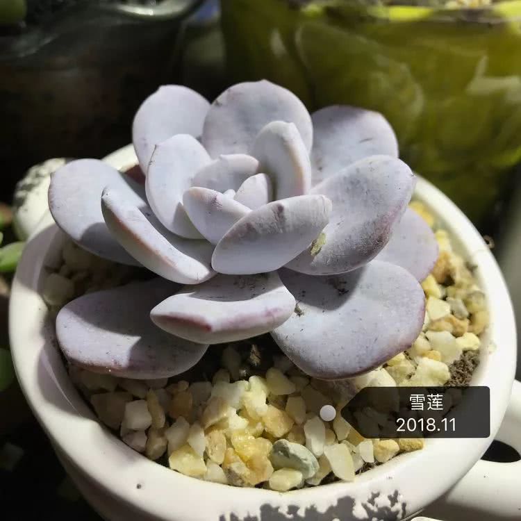 多肉名字怎么记,养多肉人的名字