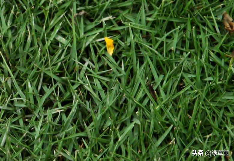 南方种什么草坪最好,北方耐寒草坪用什么草种最好