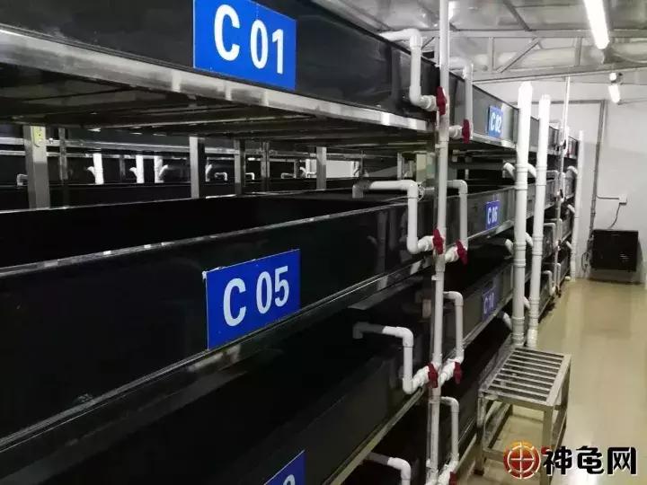 刚出壳的龟苗怎么养怎么喂食,草龟苗出壳后几天喂食