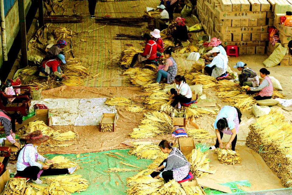 种下“绿叶子”   烤出“黄叶子”   换来“金票子”