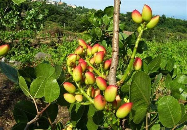 阿月浑子、无名子、波斯的佳木，人人爱吃的开心果