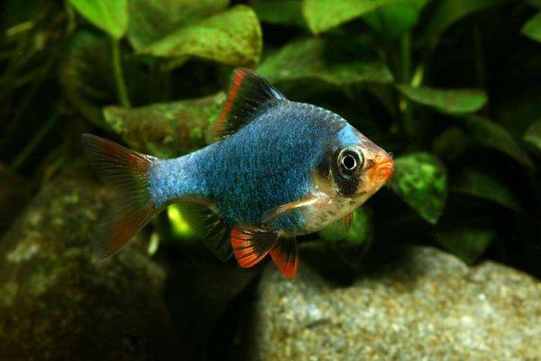 养观赏鱼小知识大全,养观赏鱼知识大全