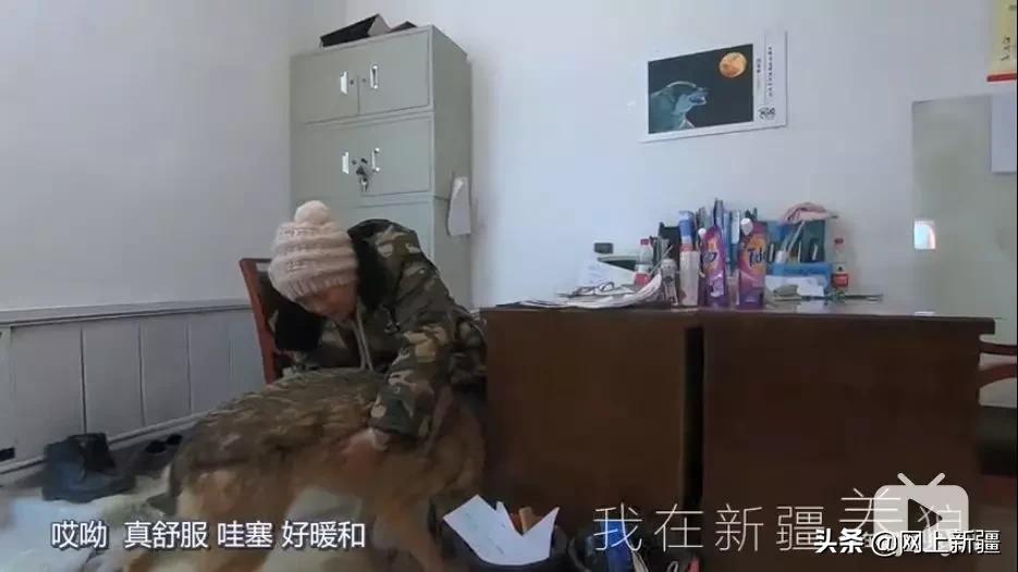 这位“女汉子”在*疆新**，把狼养成了哈士奇，就是经常揍狼的那个