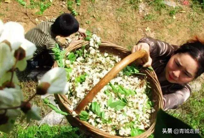五月的槐花特别香,五月槐花香你不知道的事