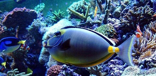 十大最好看的观赏鱼图片大全,十种最漂亮的观赏鱼图片