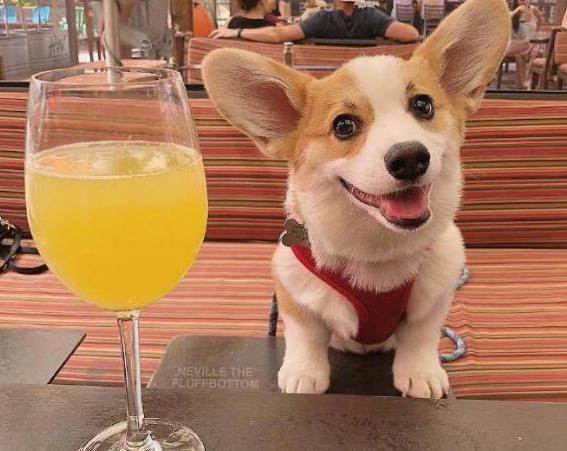 柯基能受得了高温,养柯基主要注意事项