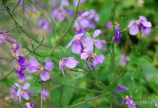 《二月兰》,二月兰中国北京