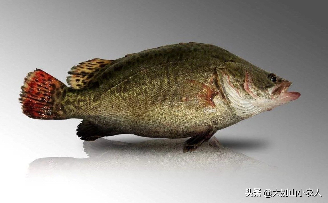 四大家鱼为什么那么难吃,四大家鱼之首的青鱼为何可怕