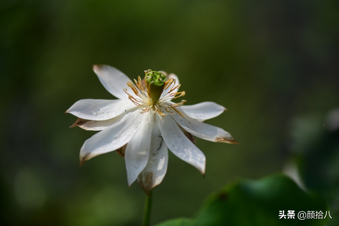 碗莲种藕生长到开花全过程,碗莲种藕到开花的过程