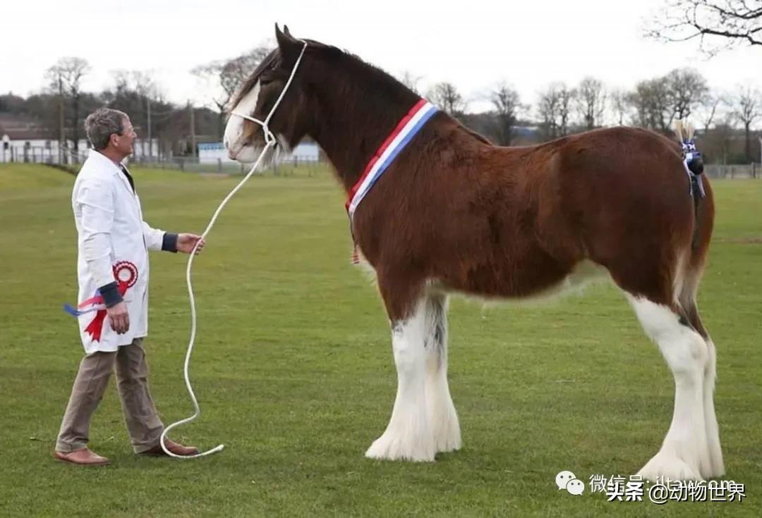 世界最好的十个品种马 (世界上最美丽的10类品种马)