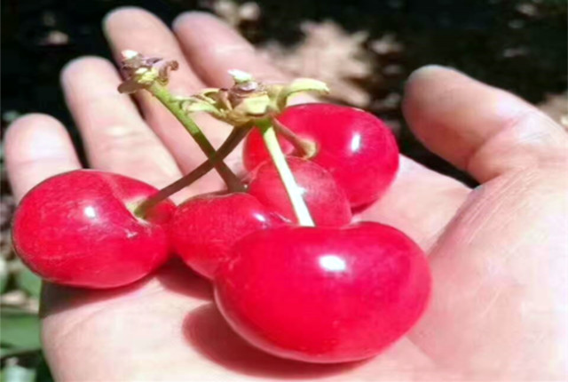 济南樱桃采摘园推荐,鲜果采摘园樱桃