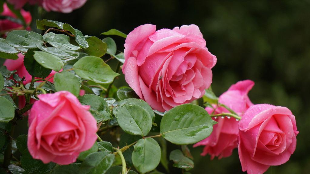 送的玫瑰花和月季一样吗,送玫瑰和月季代表什么