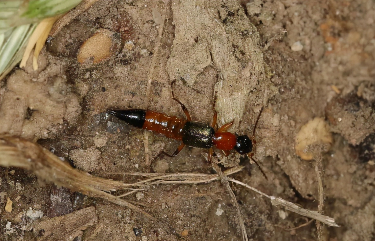 会喷圆形绿色毒液的黑毒蚂蚁,带翅膀的蚂蚁是什么蚂蚁有毒吗