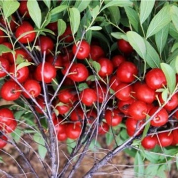 66元一斤钙果种植前景,浙江种植钙果哪里最好