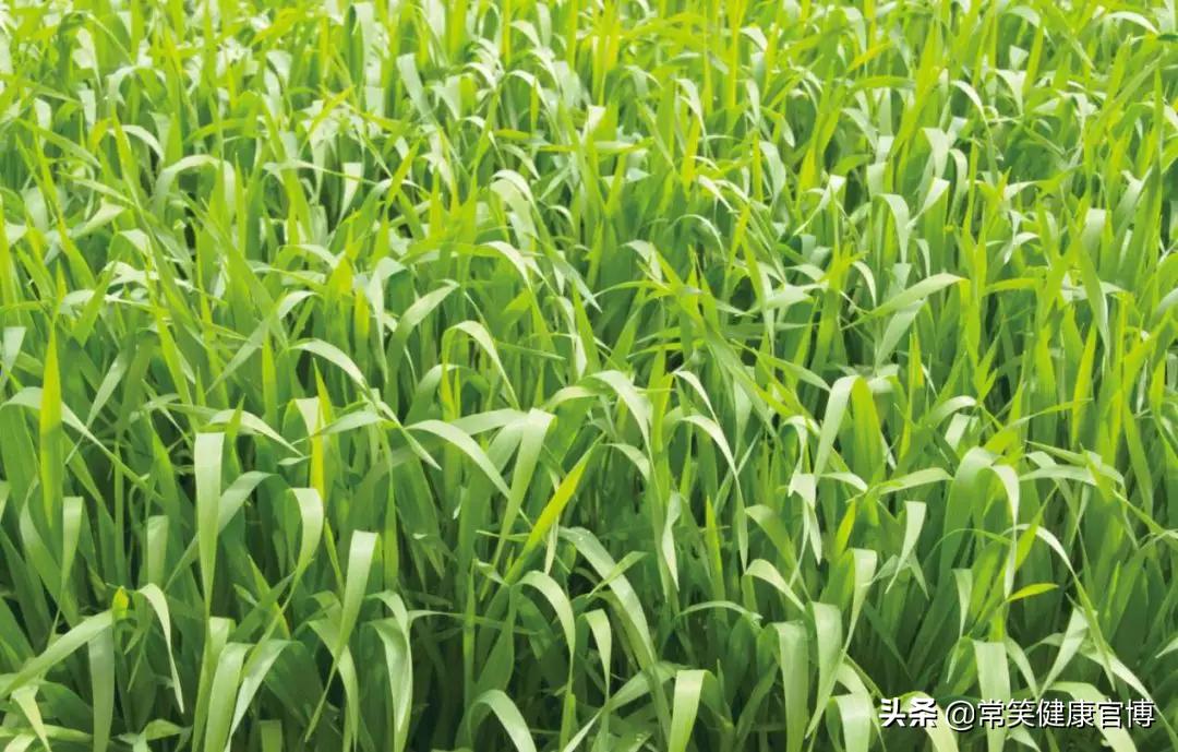 大麦若叶为什么能减肥,日本大麦若叶青汁能减肥吗