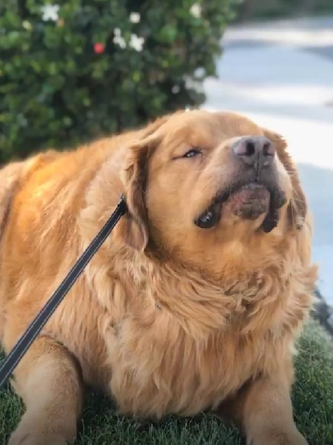 136斤金毛背宽能打麻将吗,136斤金毛背宽