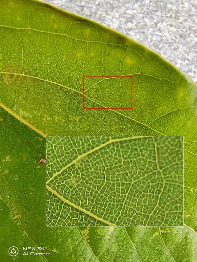 nex3s无界瀑布屏让眼界全面升级,nex3s5g版拍照评测