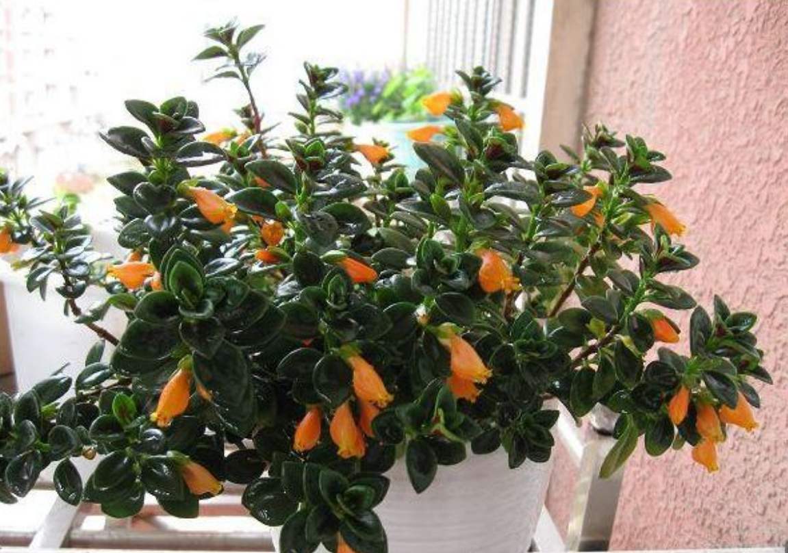 什么花寓意发财好运吉祥,寓意平安招财鸿运的干花