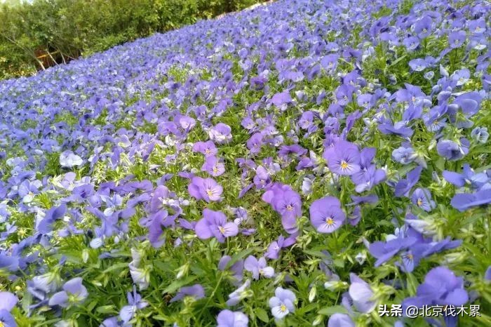 芒种旅游景点推荐,芒种至仲夏节气