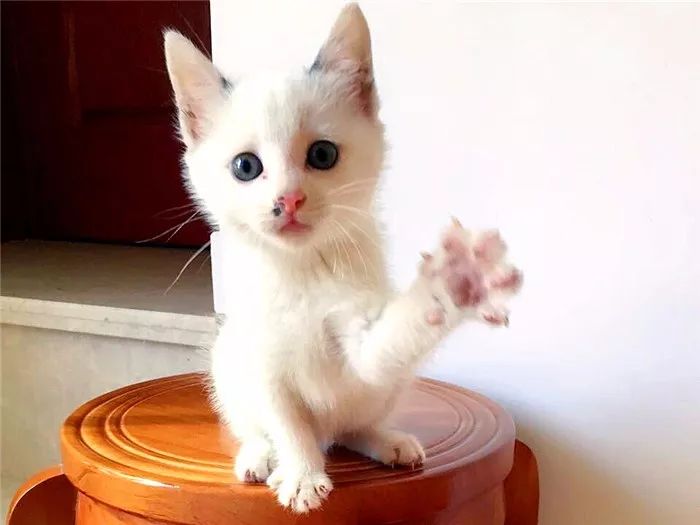 猫爪辨别猫的性格,猫咪爪垫分辨性格准确吗