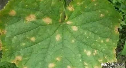 黄瓜病虫防治厂家供货,黄瓜病虫害及防治方法