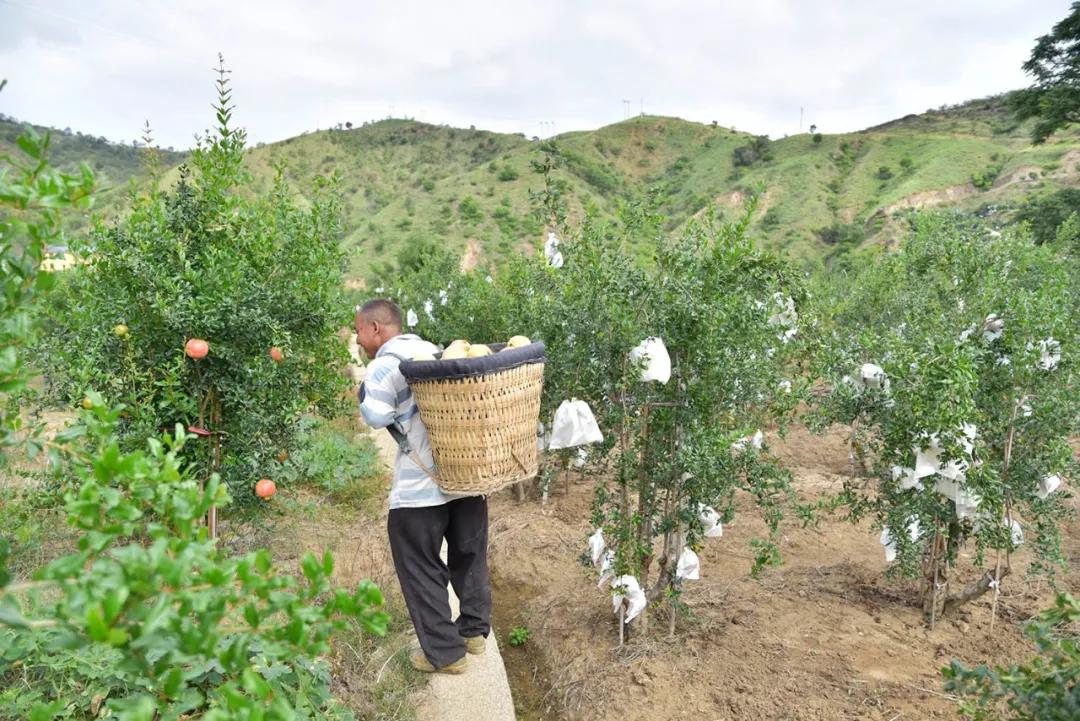 突尼斯软籽石榴可以喝的石榴,突尼斯软籽石榴和雅诗兰黛