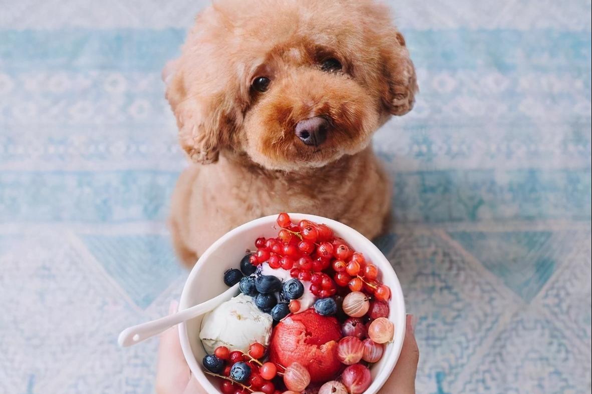 泰迪犬没有狗粮时吃什么食物好呢,泰迪犬喂狗粮好消化吗
