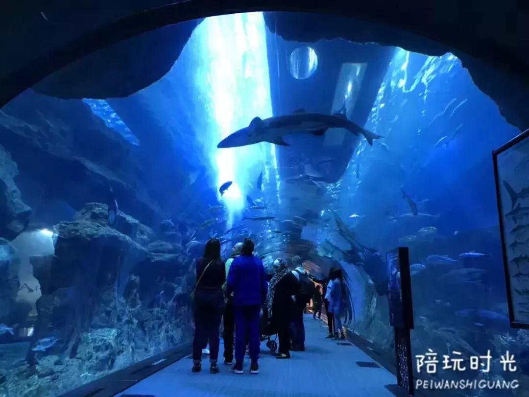 带孩子去迪拜旅游费用大概多少,带孩子去迪拜旅游攻略