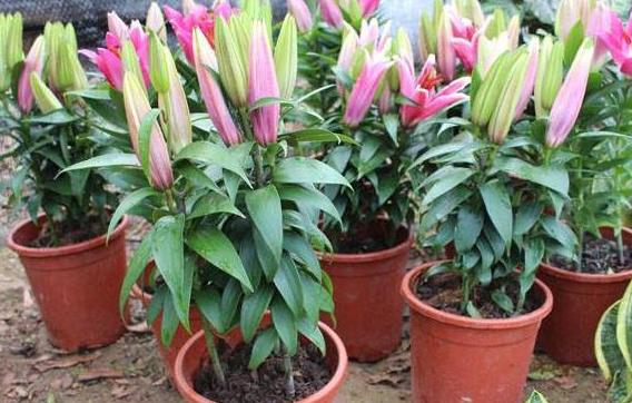 百合花有百年好合之称,百合花寓意吉祥图片