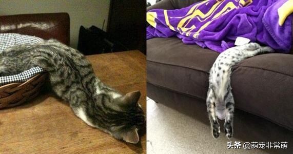 猫猫的四种基本反应,你知道猫猫是怎么喝水的吗