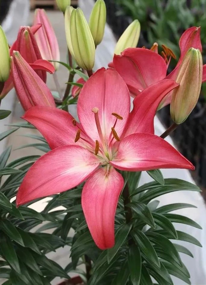 秋日赏花，百合必须要拥有姓名