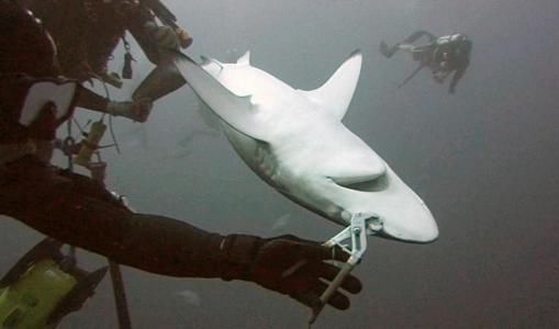 打蛇为什么要七寸，把头打烂没毒牙，还不够安全吗？