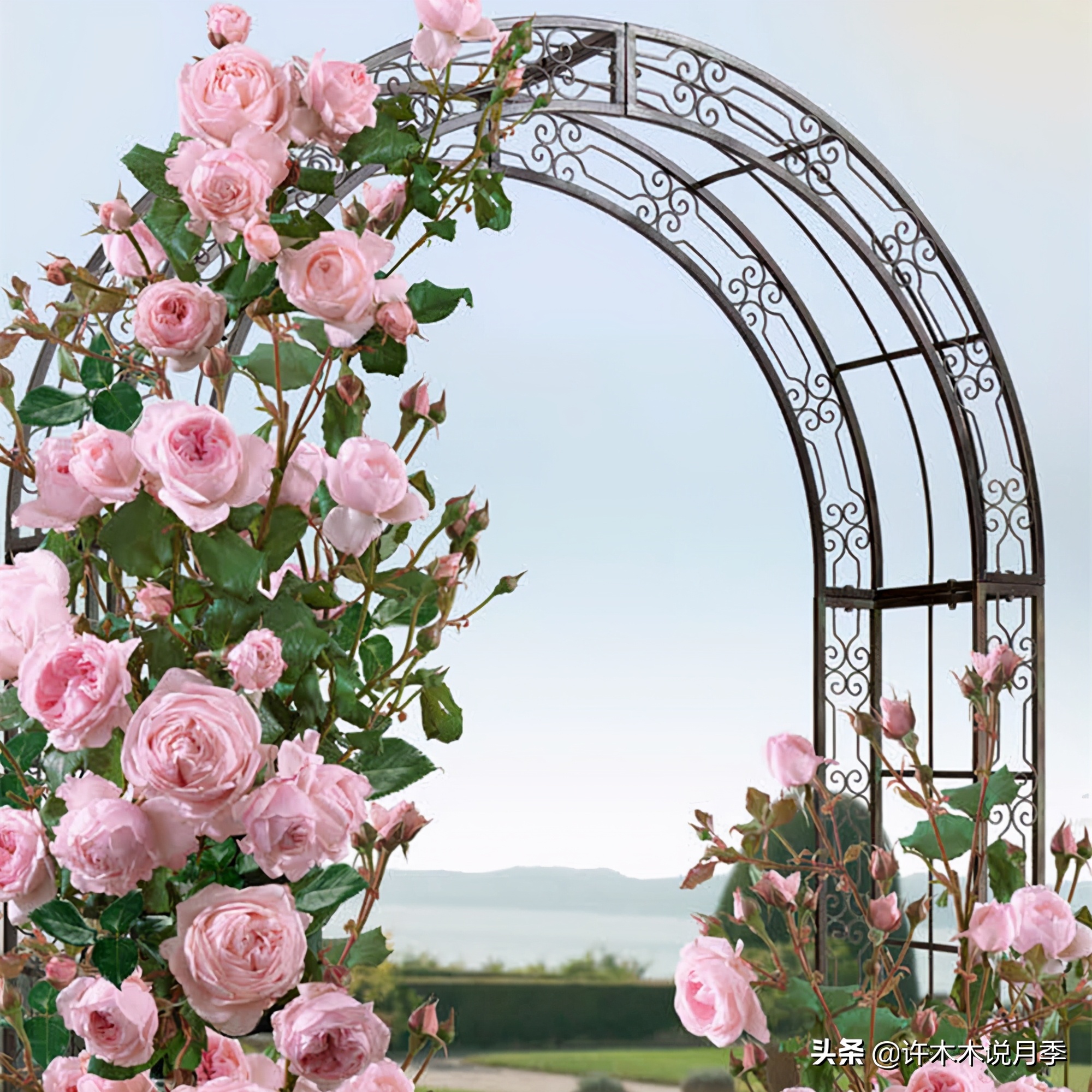 月季品种大全怎样养好月季,月季哪个品种好养一点