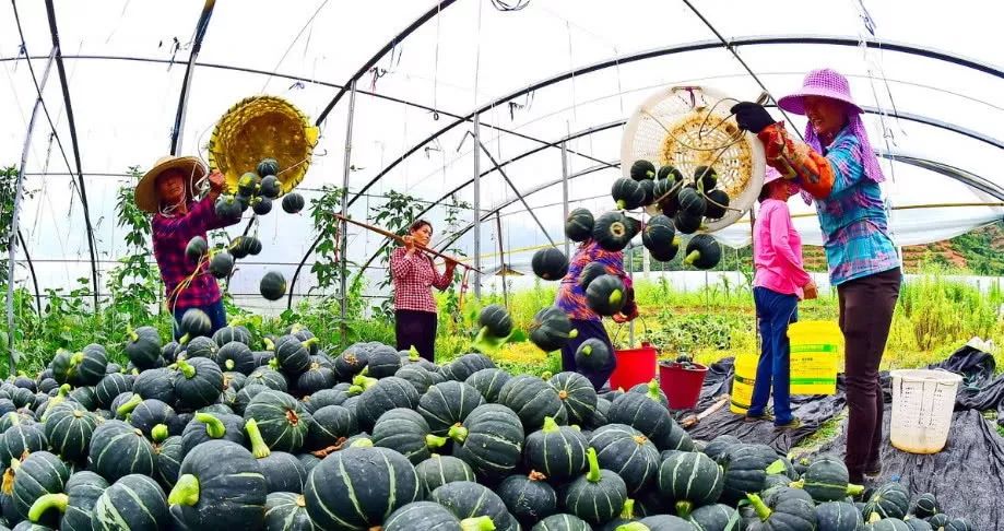1斤10元种植什么最赚钱,田地种植什么品种最挣钱