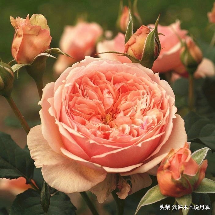 自己买玫瑰花种植,关于种植玫瑰花教程