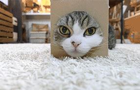 猫能被东西卡住动不了吗,猫好像被什么东西卡住一样