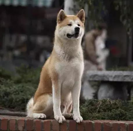 男子被一只狗疯咬,狗被狗咬出血会自愈吗