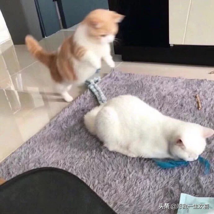 情侣头像是情侣最基本的吗,理想的情侣头像一对