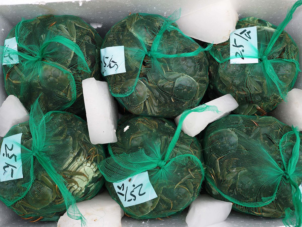 螃蟹选公蟹还是母蟹,买螃蟹怎么挑选公蟹比较肥