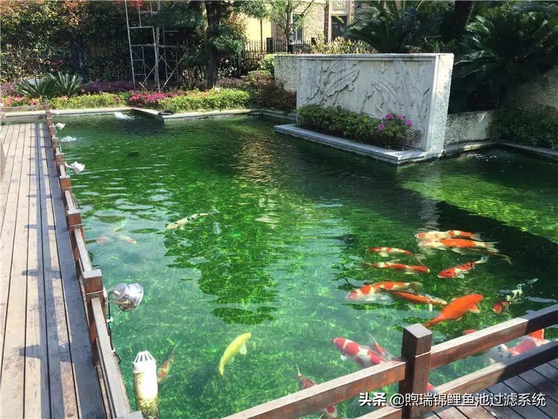 锦鲤怎么养才能养出好看的颜色,养锦鲤怎么养得好看些呢