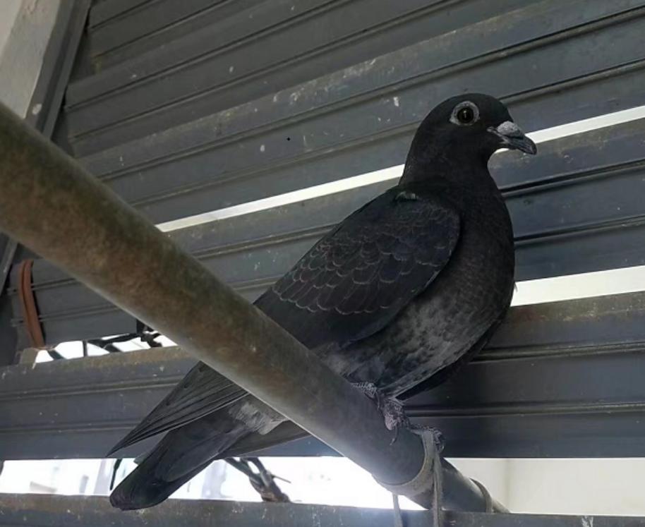 赛鸽名家怎样挑赛鸽品质,赛鸽配对怎么选择种鸽品种