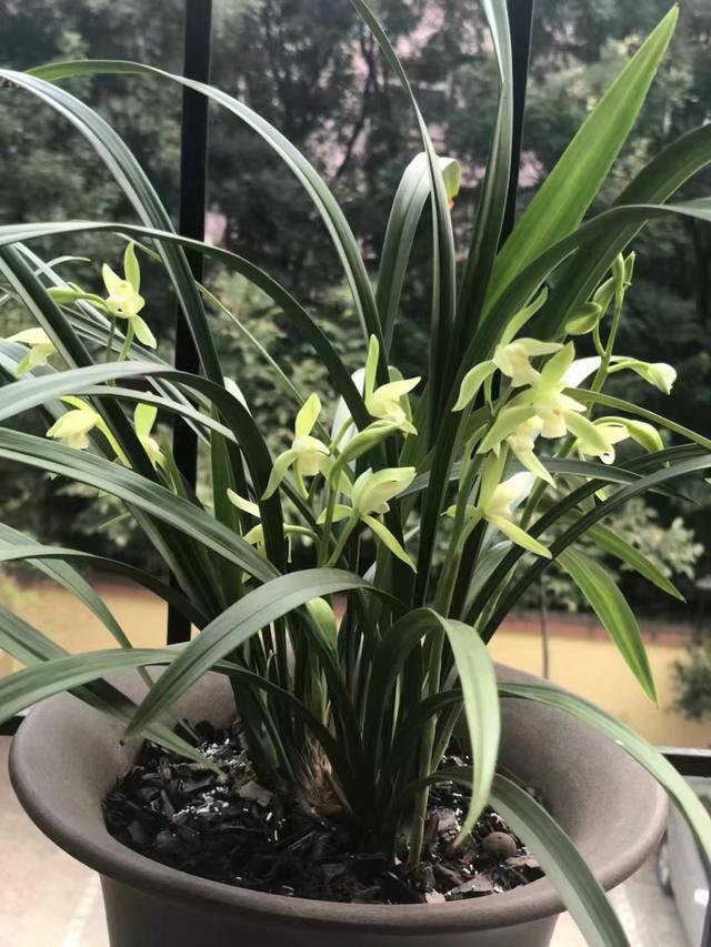 十三种最值得买的兰花,四种兰花最值得购买