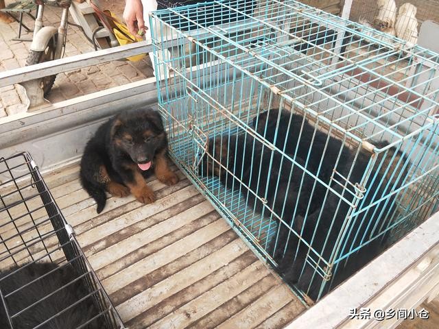 开封狗品种大全,开封狗市是中国最大的吗