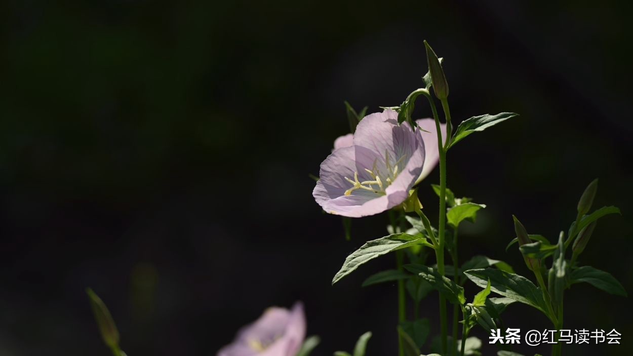王月仙：怀念母亲
