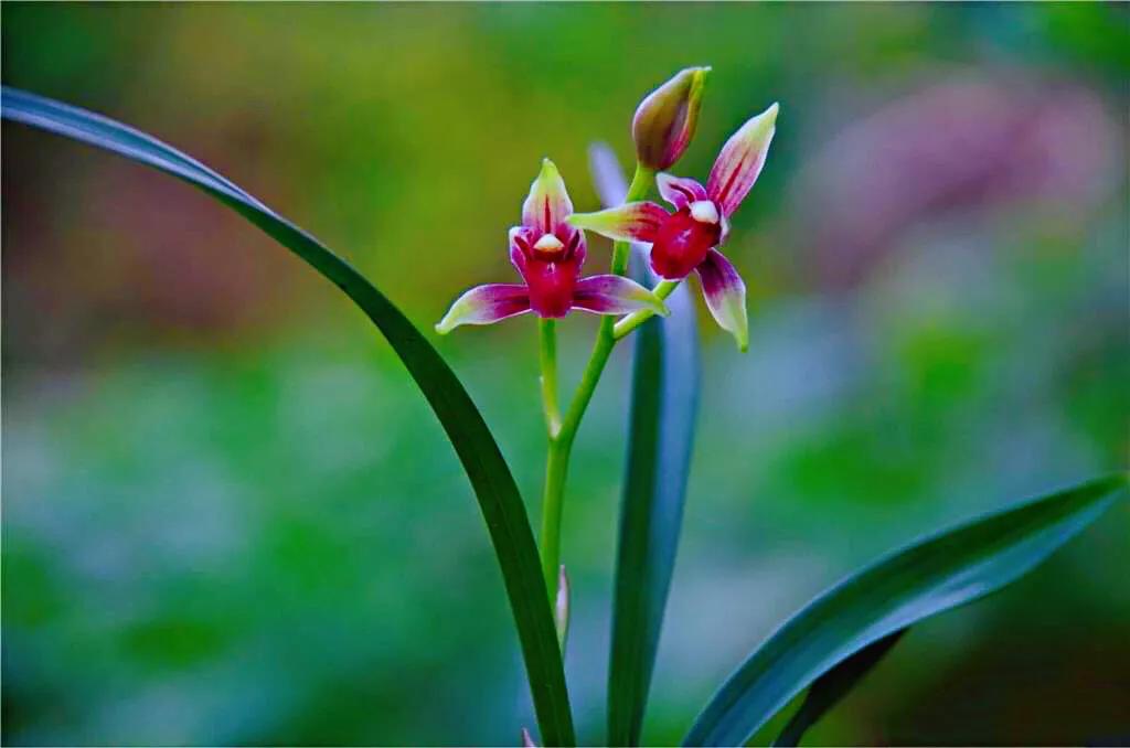 四季兰国魂有多厉害,四季开花的小国魂兰花