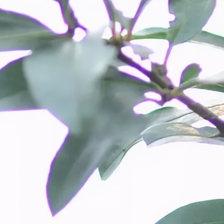 ed镜片的望远镜好吗,望远镜普通镜片和ed哪个值得入手